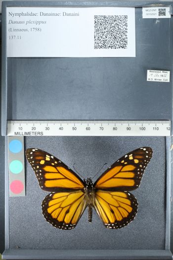 Media type: image;   Entomology 152521